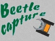 Beetle Capture